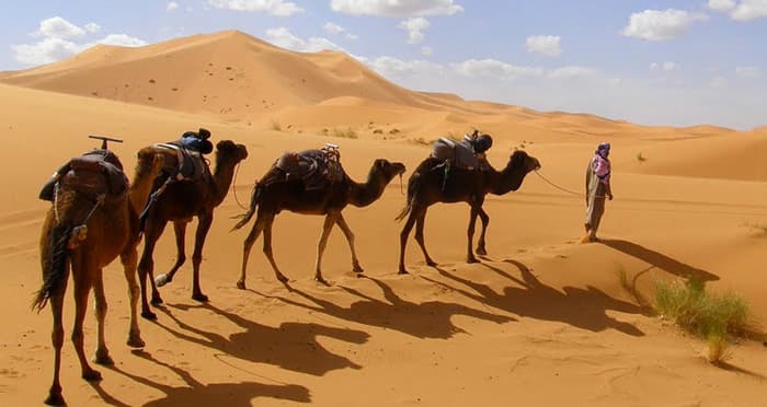 Puesta de sol camello en las dunas de Merzouga